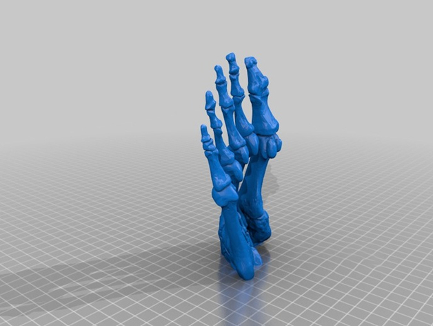 人类脚骨模型3d打印模型 免费下载