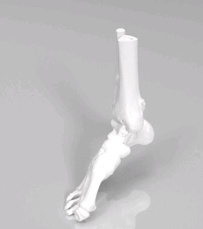 踝关节3d打印模型 免费下载