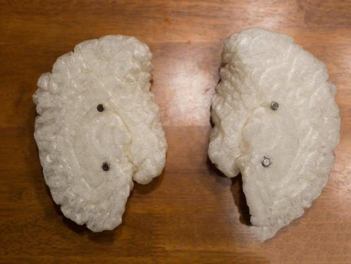 LED人脑3d打印模型 免费下载