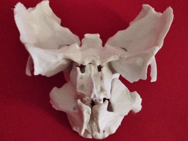 人体骨骼部位3d打印模型 免费下载