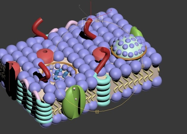 细胞膜3d打印模型 免费下载
